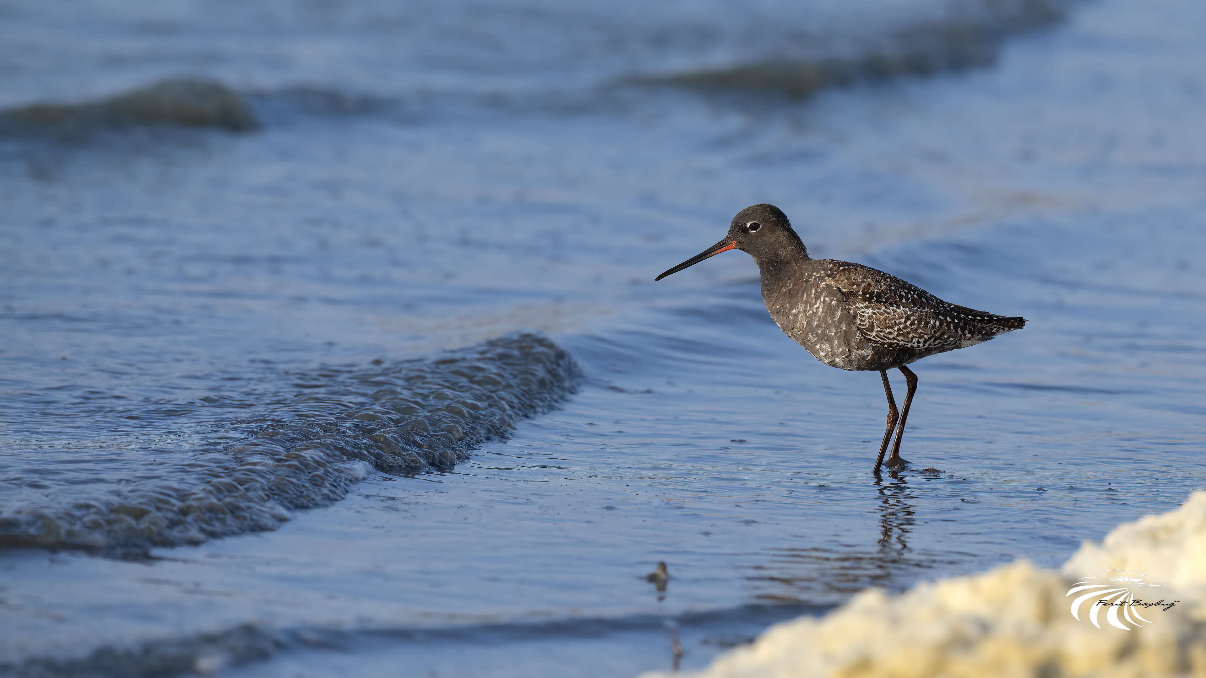 Spotted Redshank
